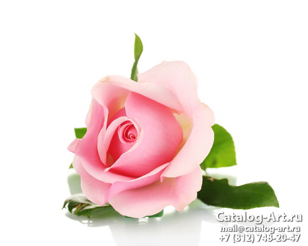 Pink roses 49